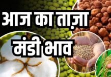 आज के अकोला मंडी बाजार भाव और सोना चांदी के रेट तथा सरकारी जॉब वैकेंसी एक साथ यहां देखे !