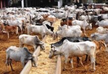 गोशाला अनुदान के नाम पर रिश्वतखोरी, पशुसंवर्धन अधिकारी गिरफ्तार